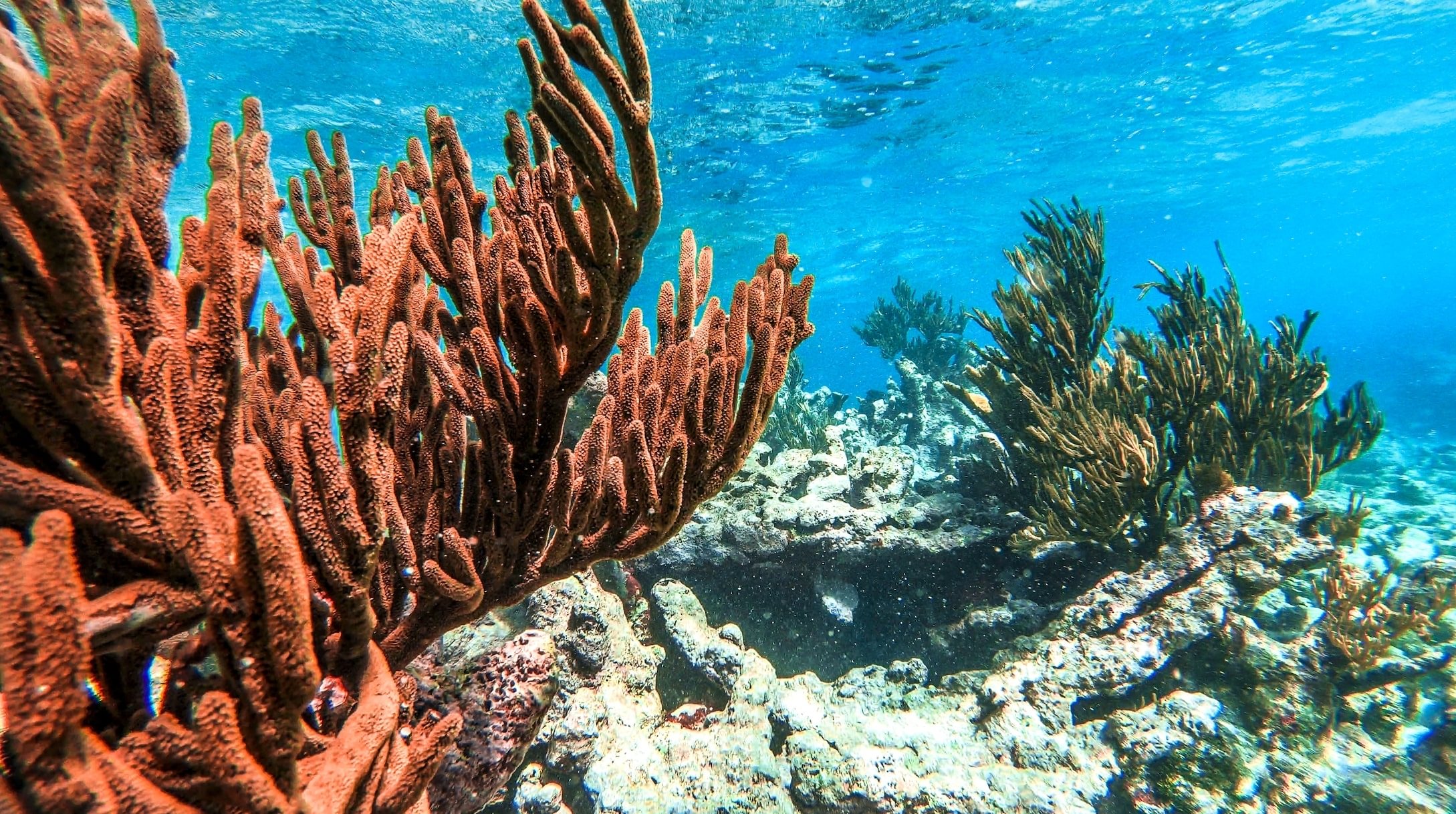 Giorno 1 - Îlet du Gosier