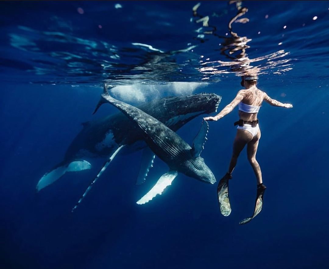 The symphony of the ocean