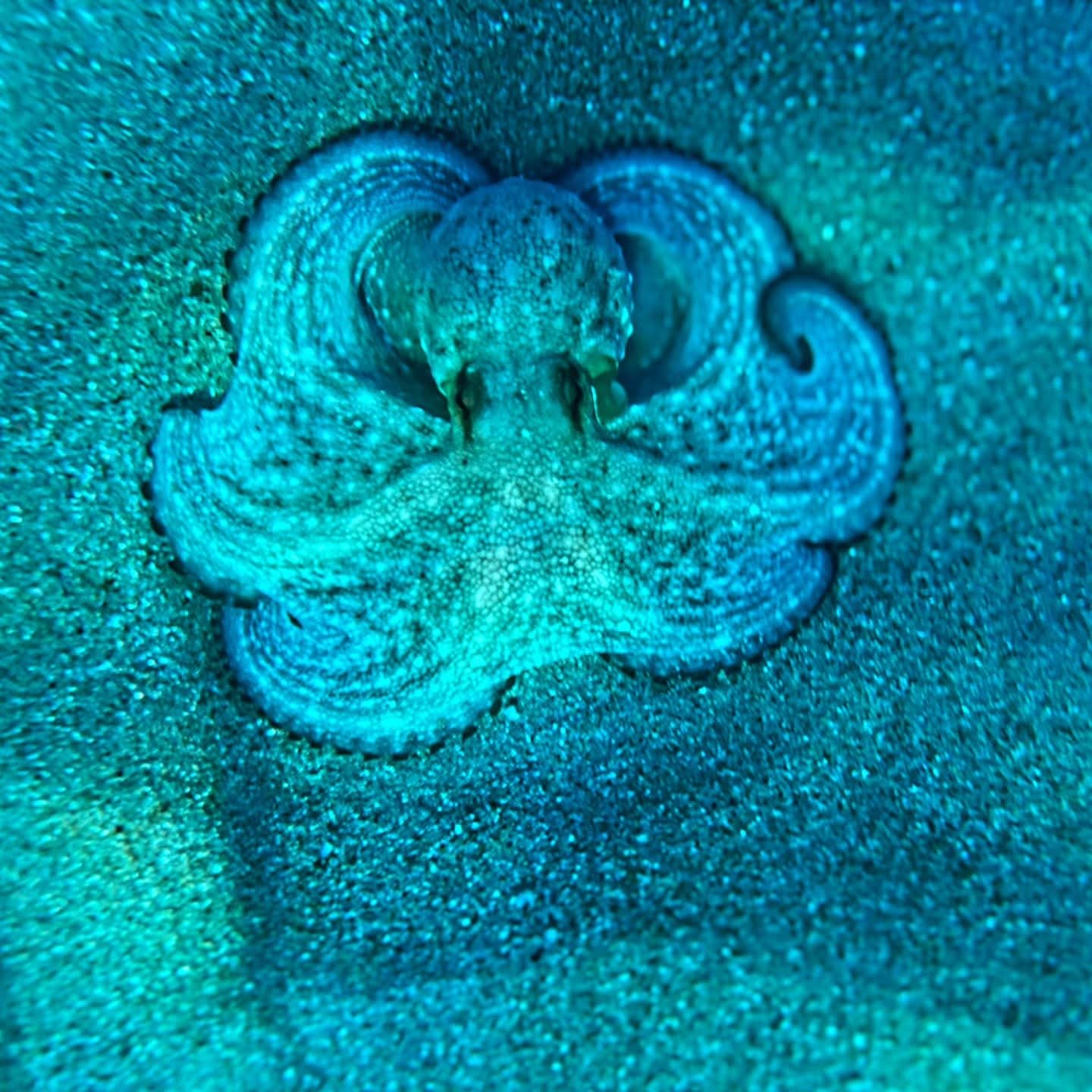 Quatrième jour Palmarola Ouest