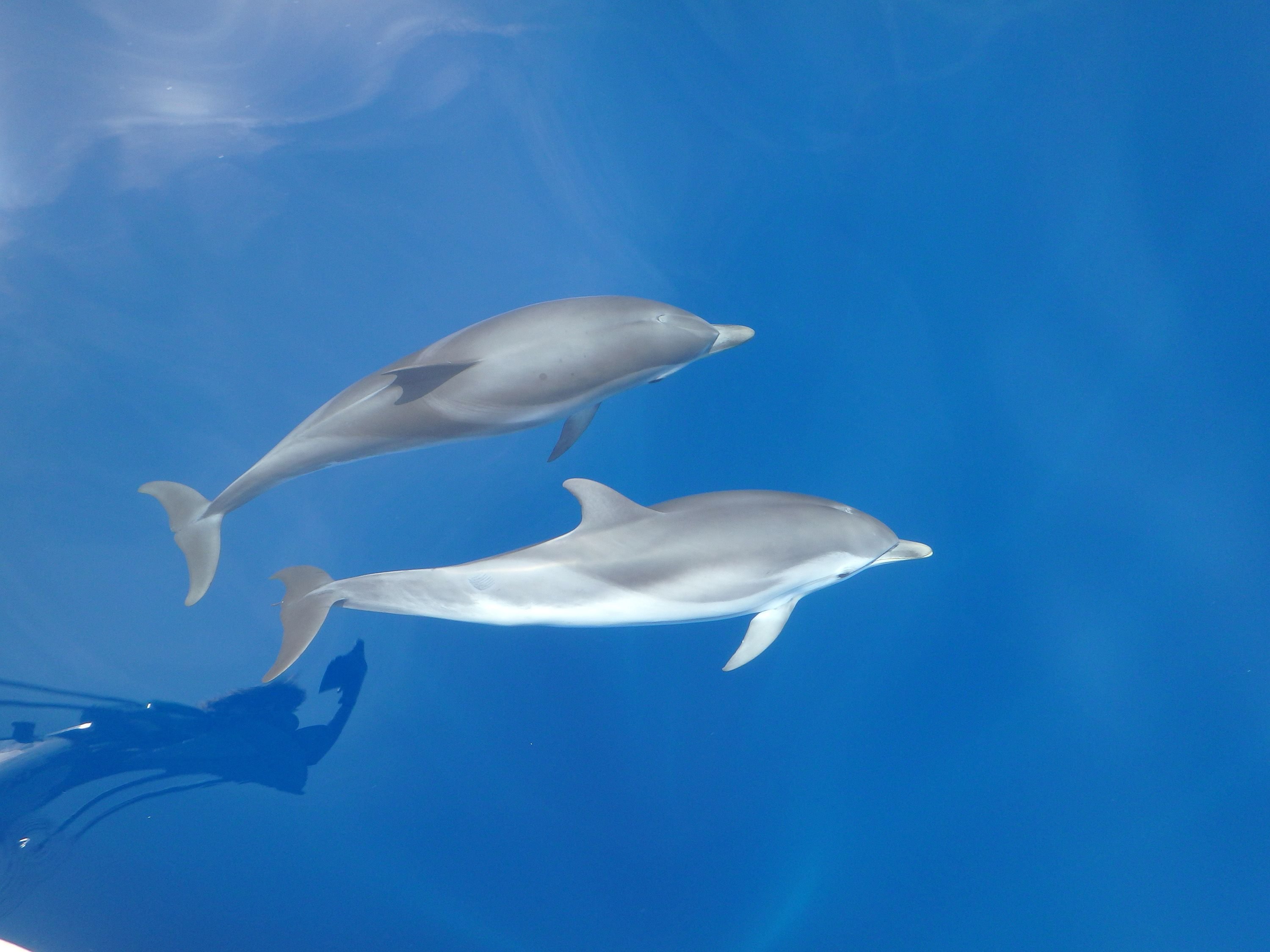 Il Santuario di Pelagos e l’osservazione dei cetacei