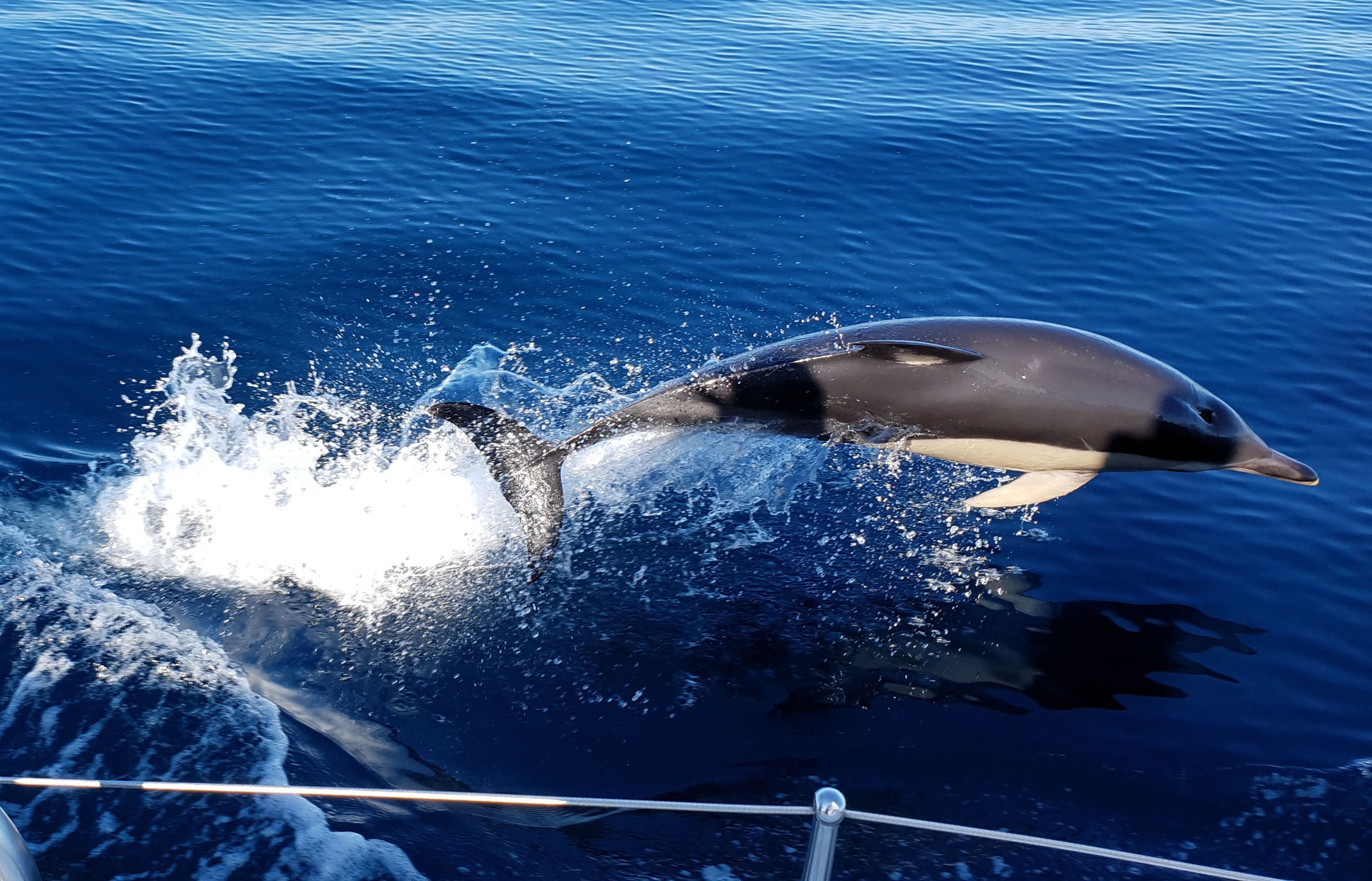 Whale watching sailing cruises  with WWF