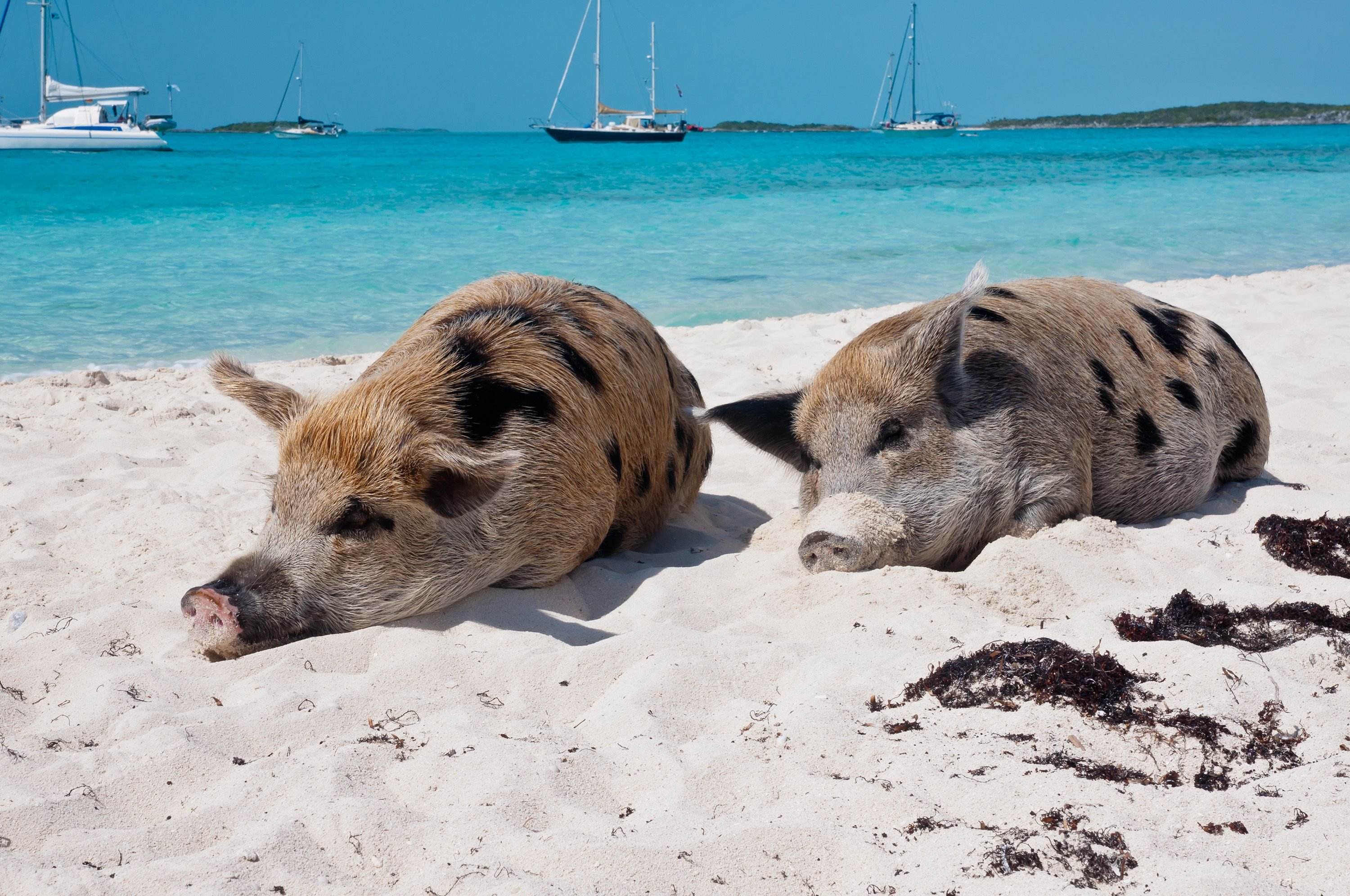 The cute little pigs of the Bahamas