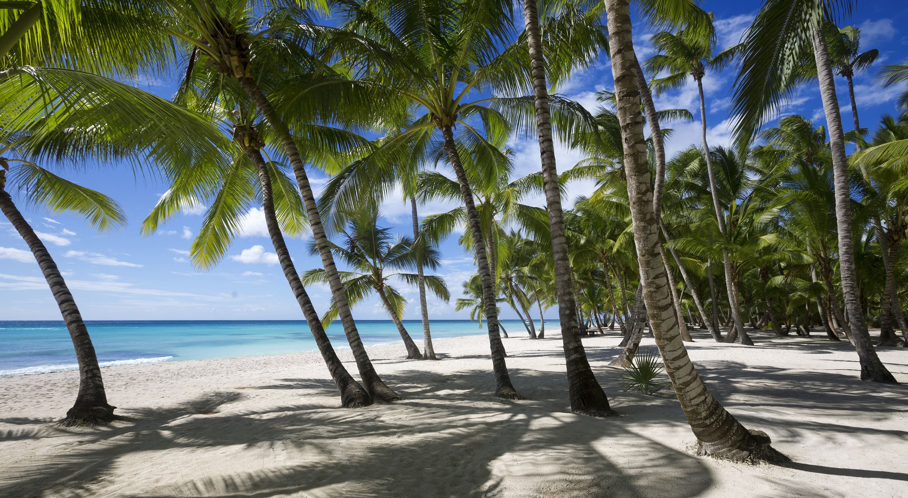 Spiaggia-palme-antigua