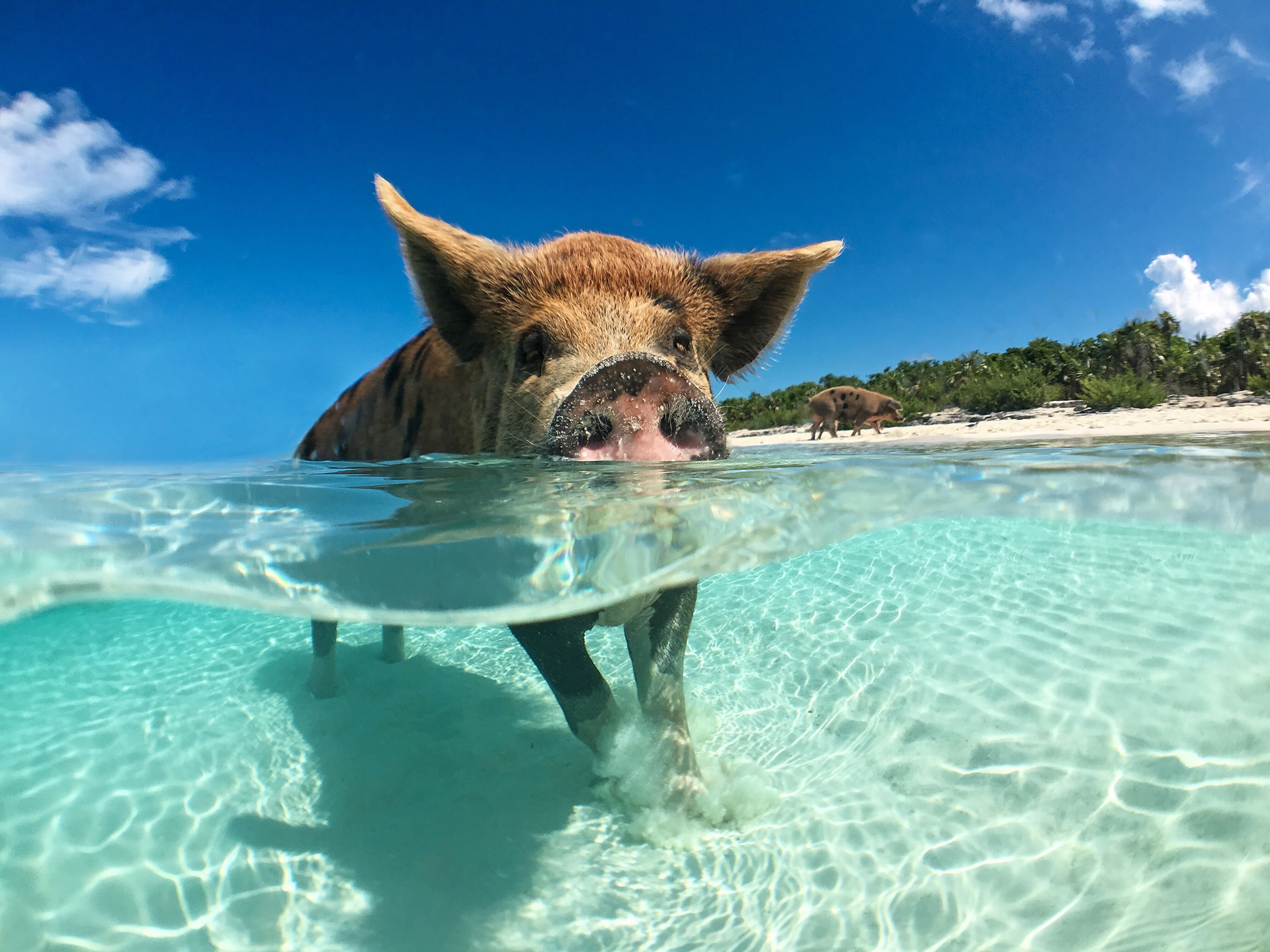 pig-bahamas